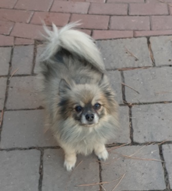 max pom